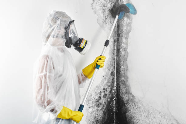 Best HVAC Mold Inspection and Cleaning  in Carl Junction, MO